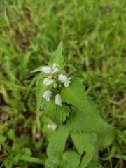 Lamium moschatum
