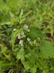 Lamium moschatum