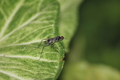 Hybobata fuelleborni