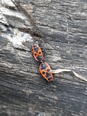 Pyrrhocoris apterus