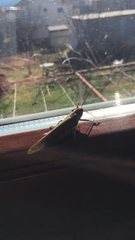 Anacridium aegyptium