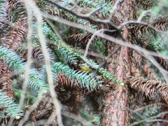 Periparus venustulus