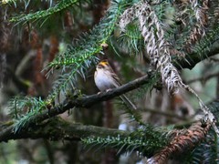 Emberiza elegans