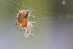 Acizzia jamatonica