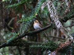 Emberiza elegans