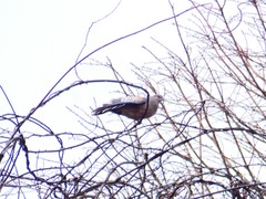 Streptopelia orientalis