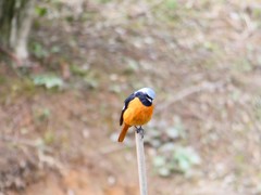 Phoenicurus auroreus