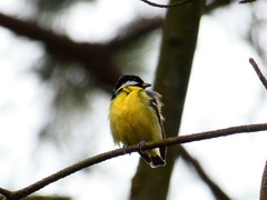 Periparus venustulus