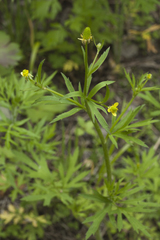Ranunculus chinensis