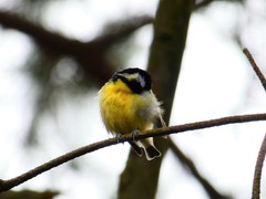 Periparus venustulus