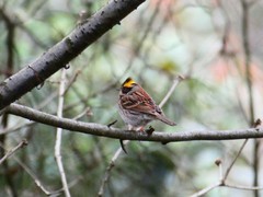 Emberiza elegans