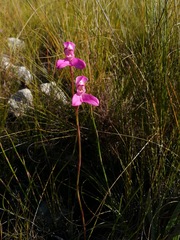 Disa venosa