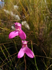 Disa venosa