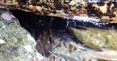 Heliocidaris crassispina
