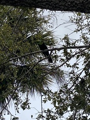 Quiscalus major
