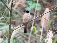 Pycnonotus xanthorrhous