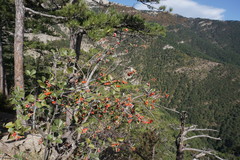 Aria umbellata