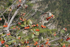 Aria umbellata