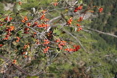Aria umbellata