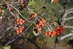 Aria umbellata