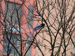 Urocissa erythroryncha