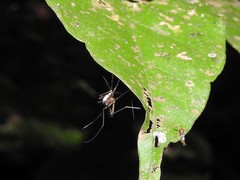 Aedes serratus