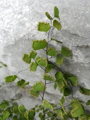 Adiantum tricholepis