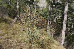 Aria umbellata