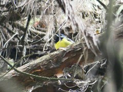 Periparus venustulus