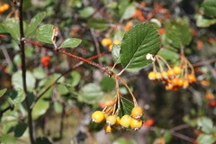 Aria umbellata