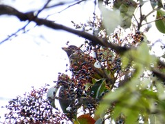 Spizixos semitorques