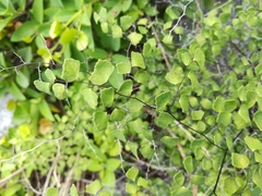 Adiantum tricholepis