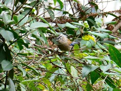 Actinodura cyanouroptera