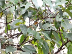 Abroscopus albogularis