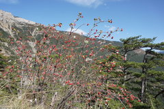 Aria umbellata