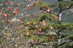 Aria umbellata