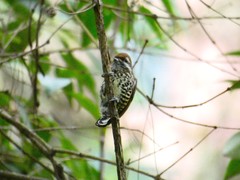 Picumnus innominatus