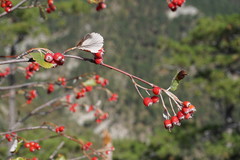 Aria umbellata