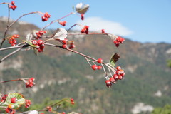 Aria umbellata