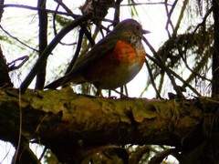 Turdus