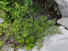 Adiantum tricholepis