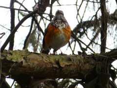 Turdus