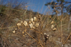 Prangos trifida