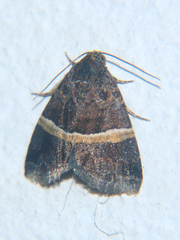 Ozarba abscissa