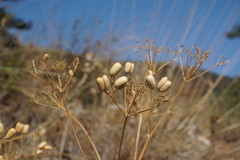 Prangos trifida