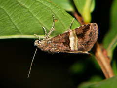 Ozarba abscissa
