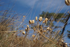 Prangos trifida
