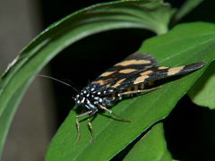 Heraclia africana