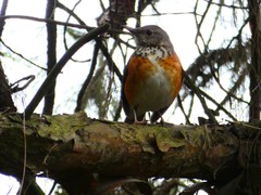 Turdus