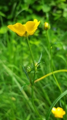 Ranunculus polyanthemos